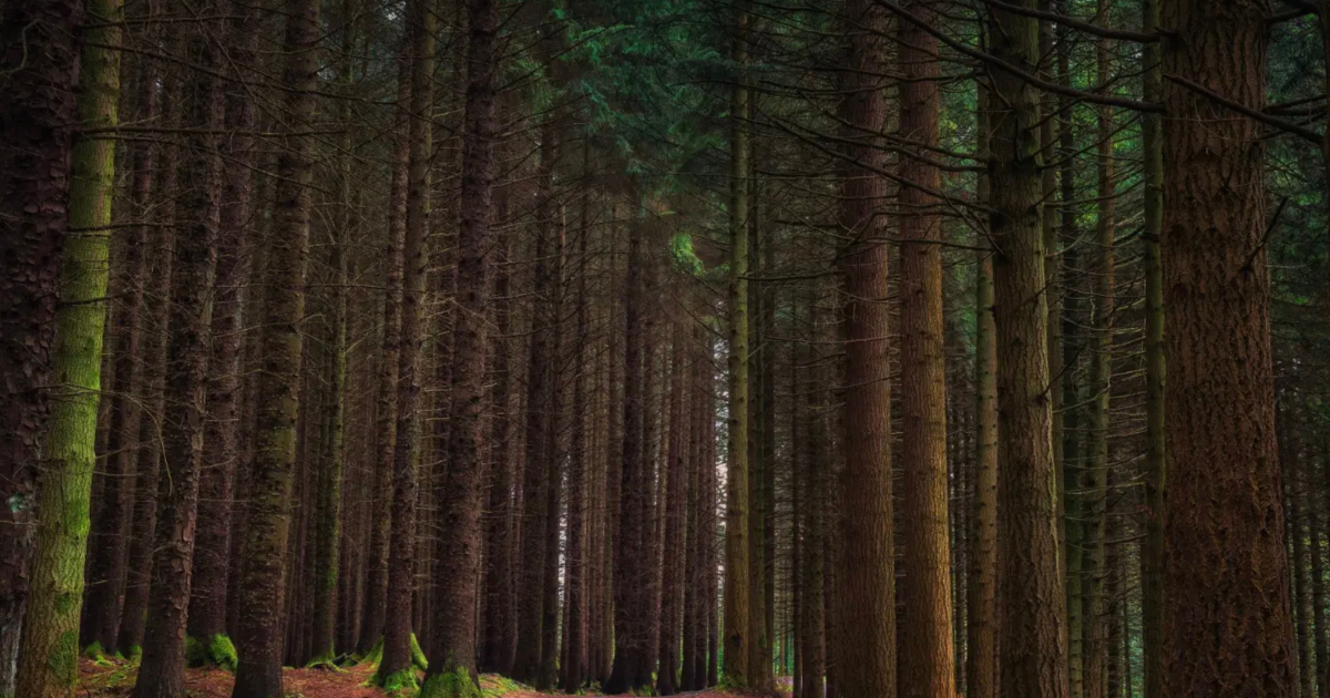 The Dark Hedges in Northern Ireland, featured as the Kingsroad in Game of Thrones